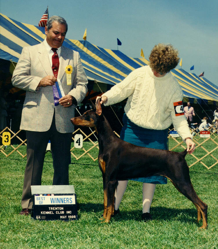 Gail McLaughlin s prize winning doberman pinscher dog pictures